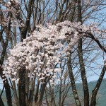 茅野スポーツ公園桜 (46)