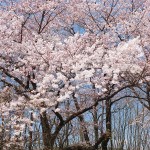 茅野スポーツ公園桜 (59)